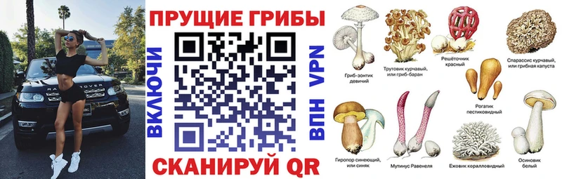 Купить закладки  Облучье  Псилоцибиновые грибы Psilocybe 